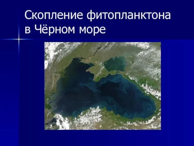Скопление фитопланктона в Чёрном море
