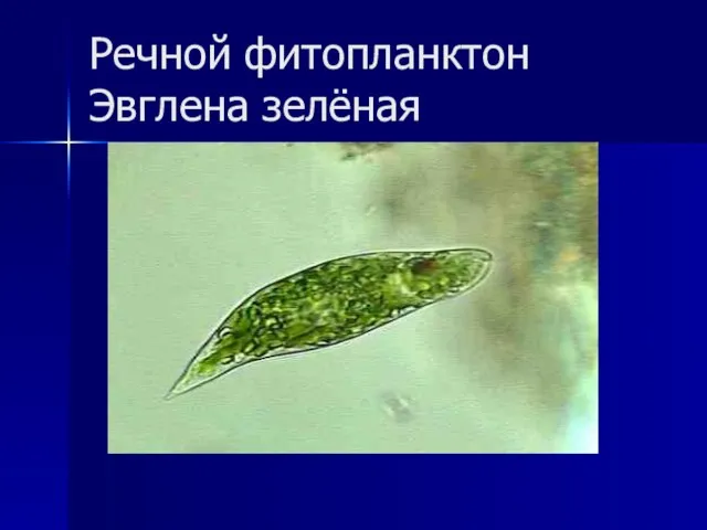 Речной фитопланктон Эвглена зелёная