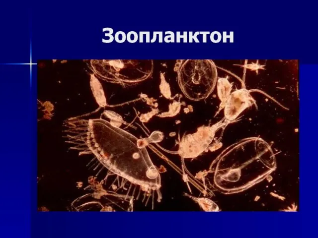Зоопланктон