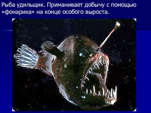 Рыба удильщик. Приманивает добычу с помощью «фонарика» на конце особого выроста.