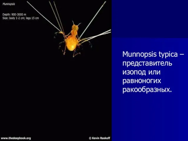 Munnopsis typica – представитель изопод или равноногих ракообразных.