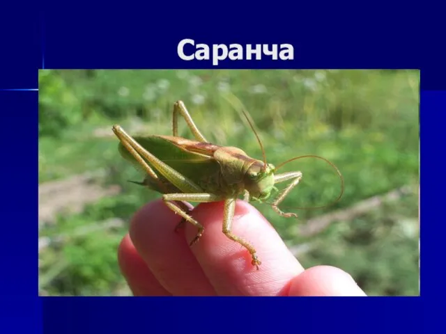 Саранча