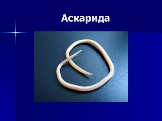 Аскарида