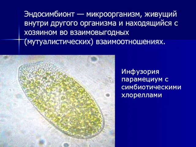Эндосимбионт — микроорганизм, живущий внутри другого организма и находящийся с хозяином во
