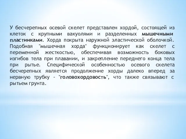 У бесчерепных осевой скелет представлен хордой, состоящей из клеток с крупными вакуолями