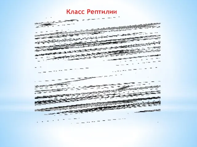 Класс Рептилии