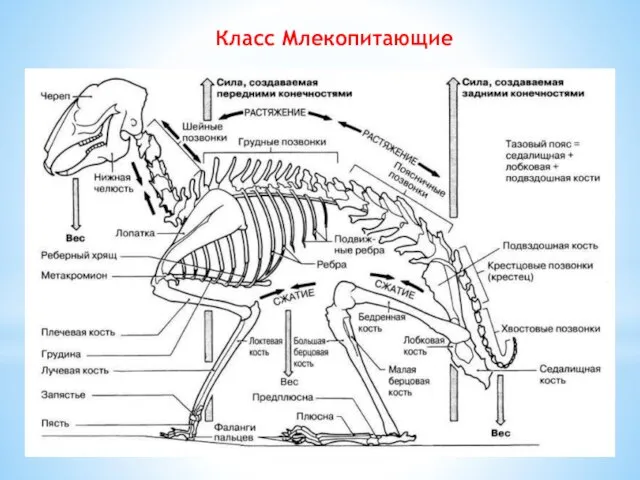 Класс Млекопитающие