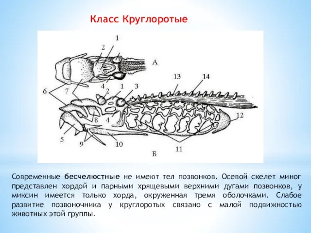 Класс Круглоротые Современные бесчелюстные не имеют тел позвонков. Осевой скелет миног представлен