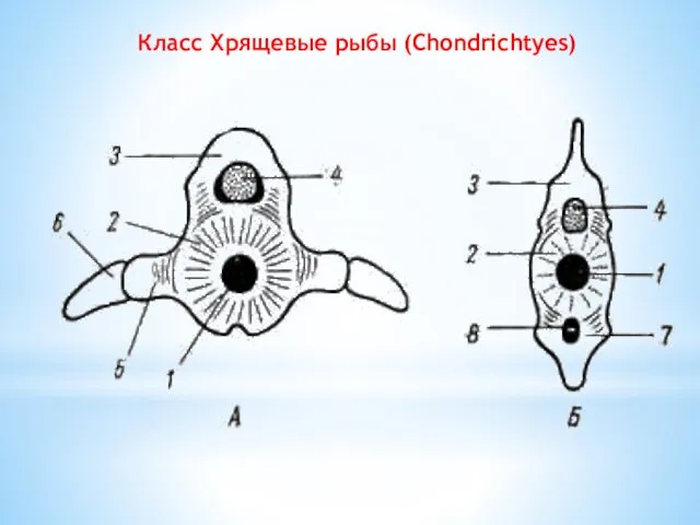 Класс Хрящевые рыбы (Сhondrichtyes)