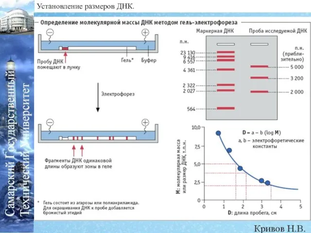 Установление размеров ДНК.