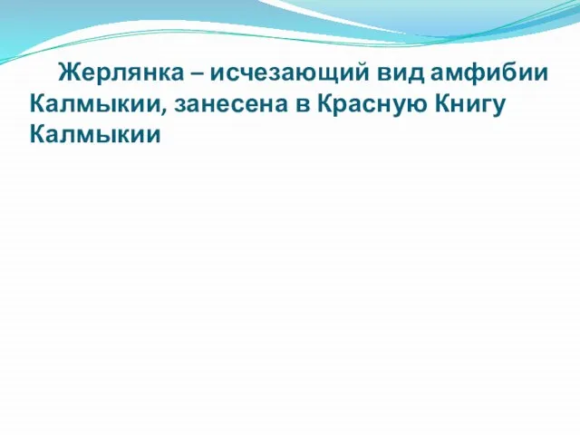 Жерлянка – исчезающий вид амфибии Калмыкии, занесена в Красную Книгу Калмыкии