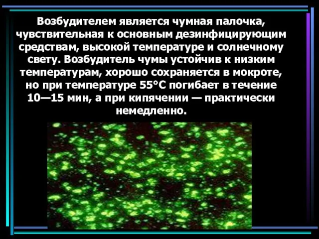 Возбудителем является чумная палочка, чувствительная к основным дезинфицирующим средствам, высокой температуре и