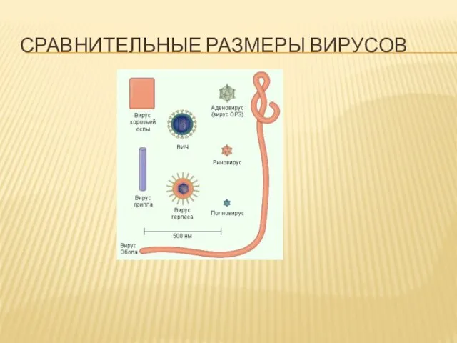 СРАВНИТЕЛЬНЫЕ РАЗМЕРЫ ВИРУСОВ