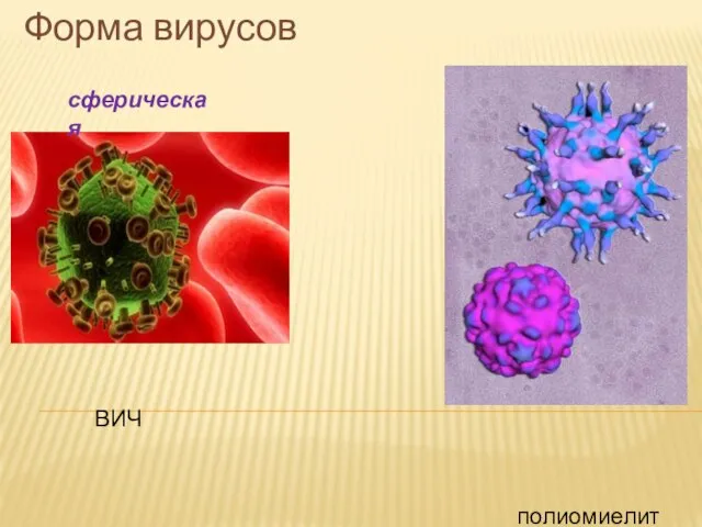 Форма вирусов сферическая полиомиелит ВИЧ