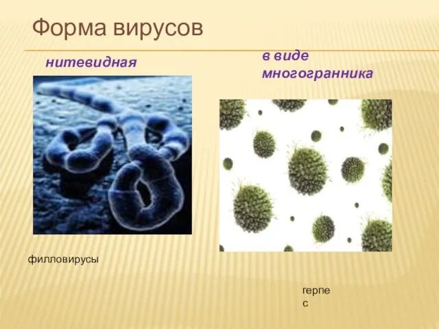 Форма вирусов нитевидная филловирусы в виде многогранника герпес