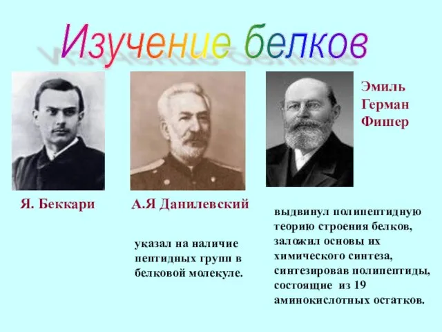 Изучение белков Я. Беккари А.Я Данилевский указал на наличие пептидных групп в