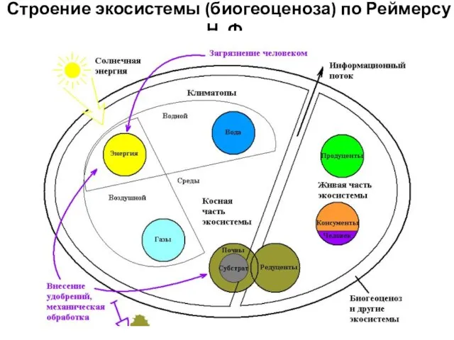 Строение экосистемы (биогеоценоза) по Реймерсу Н. Ф.