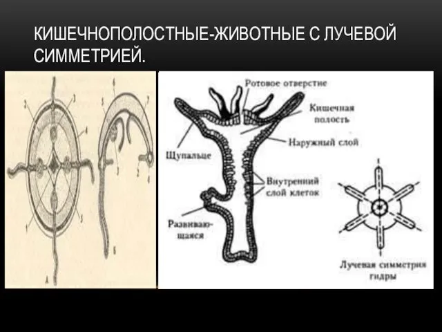 КИШЕЧНОПОЛОСТНЫЕ-ЖИВОТНЫЕ С ЛУЧЕВОЙ СИММЕТРИЕЙ.