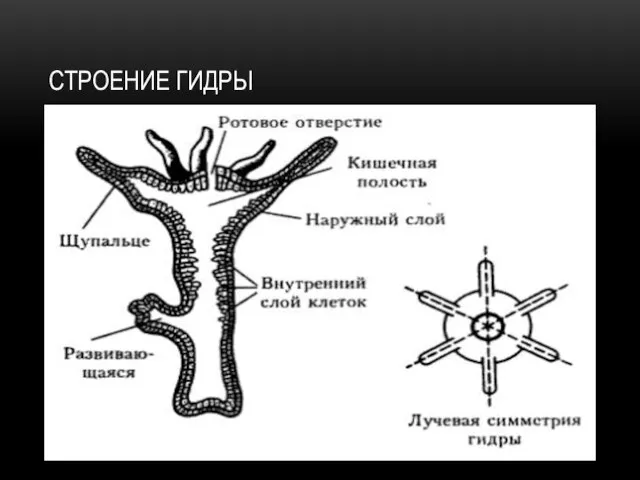 СТРОЕНИЕ ГИДРЫ