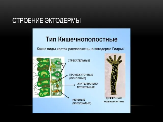 СТРОЕНИЕ ЭКТОДЕРМЫ