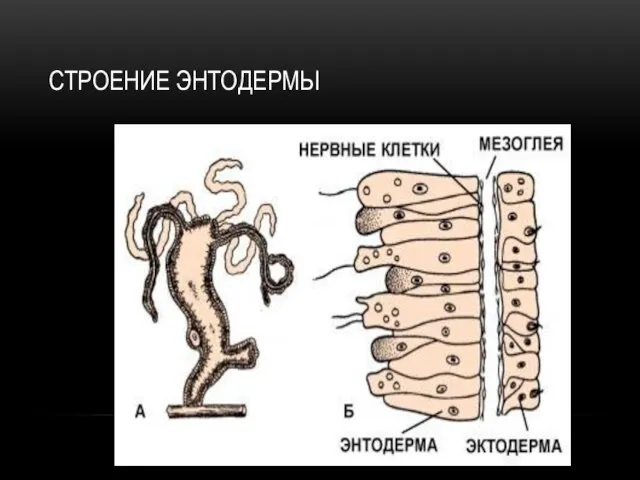 СТРОЕНИЕ ЭНТОДЕРМЫ