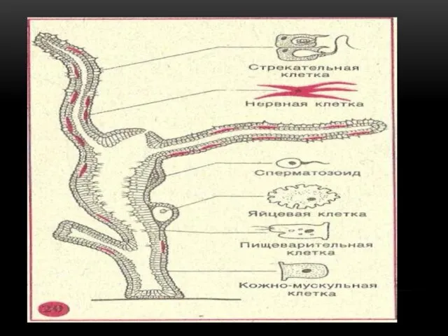 КИШЕЧНОПОЛОСТНЫЕ-ДВУСЛОЙНЫЕ ЖИВОТНЫЕ.