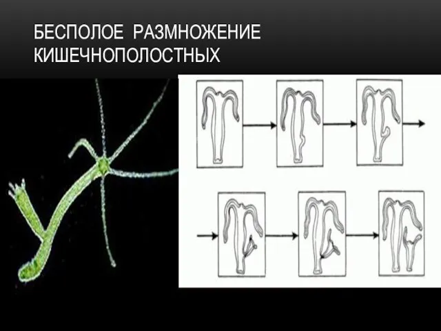 БЕСПОЛОЕ РАЗМНОЖЕНИЕ КИШЕЧНОПОЛОСТНЫХ