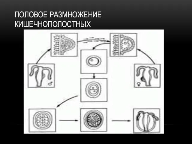 ПОЛОВОЕ РАЗМНОЖЕНИЕ КИШЕЧНОПОЛОСТНЫХ