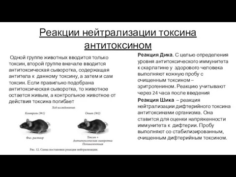 Реакции нейтрализации токсина антитоксином Одной группе животных вводится только токсин, второй группе