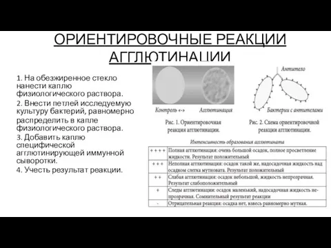 ОРИЕНТИРОВОЧНЫЕ РЕАКЦИИ АГГЛЮТИНАЦИИ 1. На обезжиренное стекло нанести каплю физиологического раствора. 2.