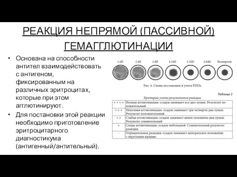 РЕАКЦИЯ НЕПРЯМОЙ (ПАССИВНОЙ) ГЕМАГГЛЮТИНАЦИИ Основана на способности антител взаимодействовать с антигеном, фиксированным