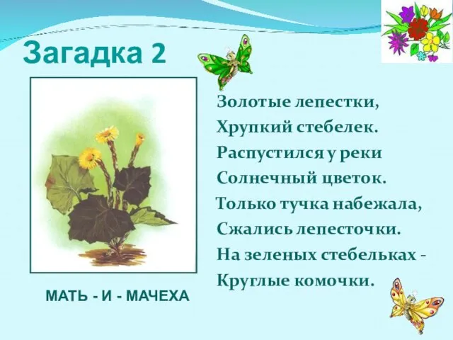 Загадка 2 Золотые лепестки, Хрупкий стебелек. Распустился у реки Солнечный цветок. Только