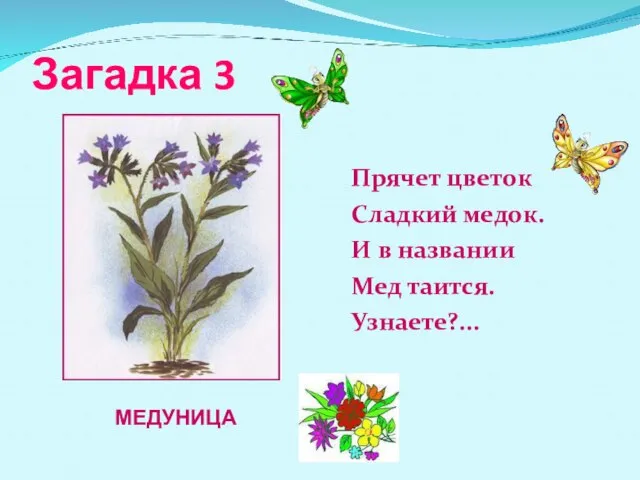 Загадка 3 Прячет цветок Сладкий медок. И в названии Мед таится. Узнаете?... МЕДУНИЦА