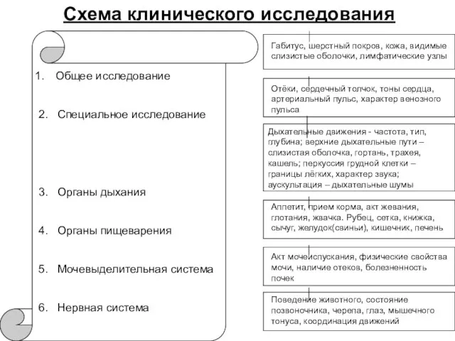 Схема клинического исследования Общее исследование 2. Специальное исследование 3. Органы дыхания 4.