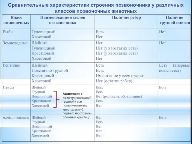 Сравнительные характеристики строения позвоночника у различных классов позвоночных животных Адаптация к полету: