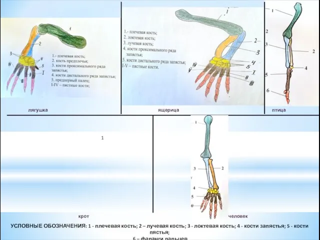 лягушка ящерица птица крот человек УСЛОВНЫЕ ОБОЗНАЧЕНИЯ: 1 - плечевая кость; 2