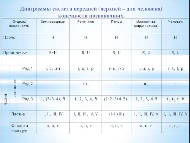 Диаграммы скелета передней (верхней – для человека) конечности позвоночных.