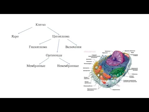 Клетка Ядро Цитоплазма Гиалоплазма Органоиды Включения Мембранные Немембранные