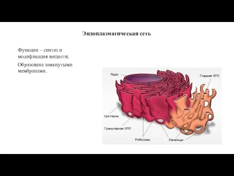 Эндоплазматическая сеть Функции – синтез и модификация веществ; Образована замкнутыми мембранами.