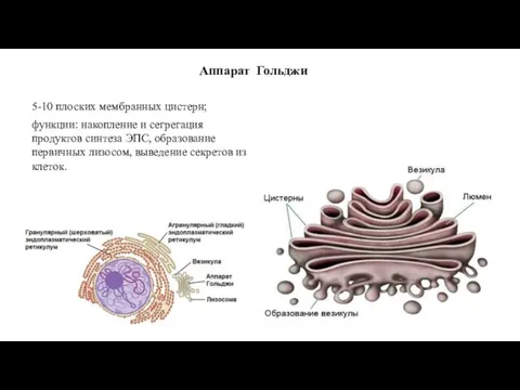 Аппарат Гольджи 5-10 плоских мембранных цистерн; функции: накопление и сегрегация продуктов синтеза