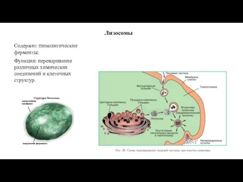 Лизосомы Содержит гликолитические ферменты; Функции: переваривание различных химических соединений и клеточных структур.