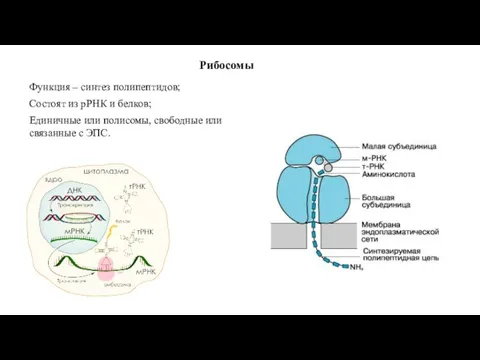 Рибосомы Функция – синтез полипептидов; Состоят из рРНК и белков; Единичные или