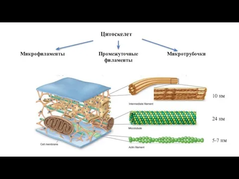 Микрофиламенты Цитоскелет Промежуточные филаменты Микротрубочки 5-7 нм 24 нм 10 нм