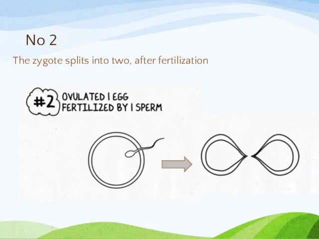 No 2 The zygote splits into two, after fertilization