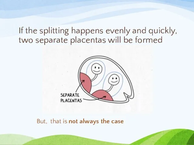 If the splitting happens evenly and quickly, two separate placentas will be