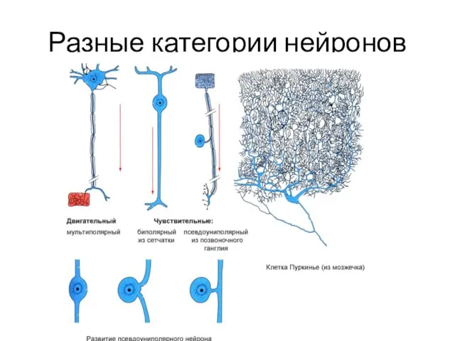 Разные категории нейронов