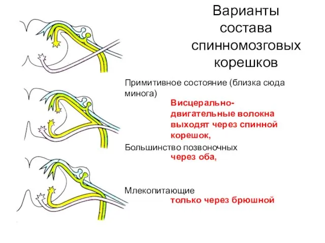 Варианты состава спинномозговых корешков Примитивное состояние (близка сюда минога) Большинство позвоночных Млекопитающие