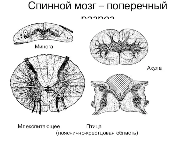 Спинной мозг – поперечный разрез Минога Акула Млекопитающее Птица (пояснично-крестцовая область)