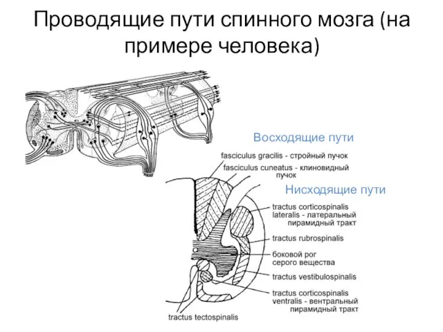 Проводящие пути спинного мозга (на примере человека) Восходящие пути Нисходящие пути