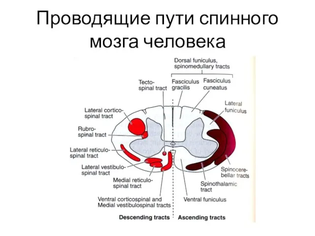 Проводящие пути спинного мозга человека